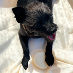 Pet Shampoo - Bubble Bath